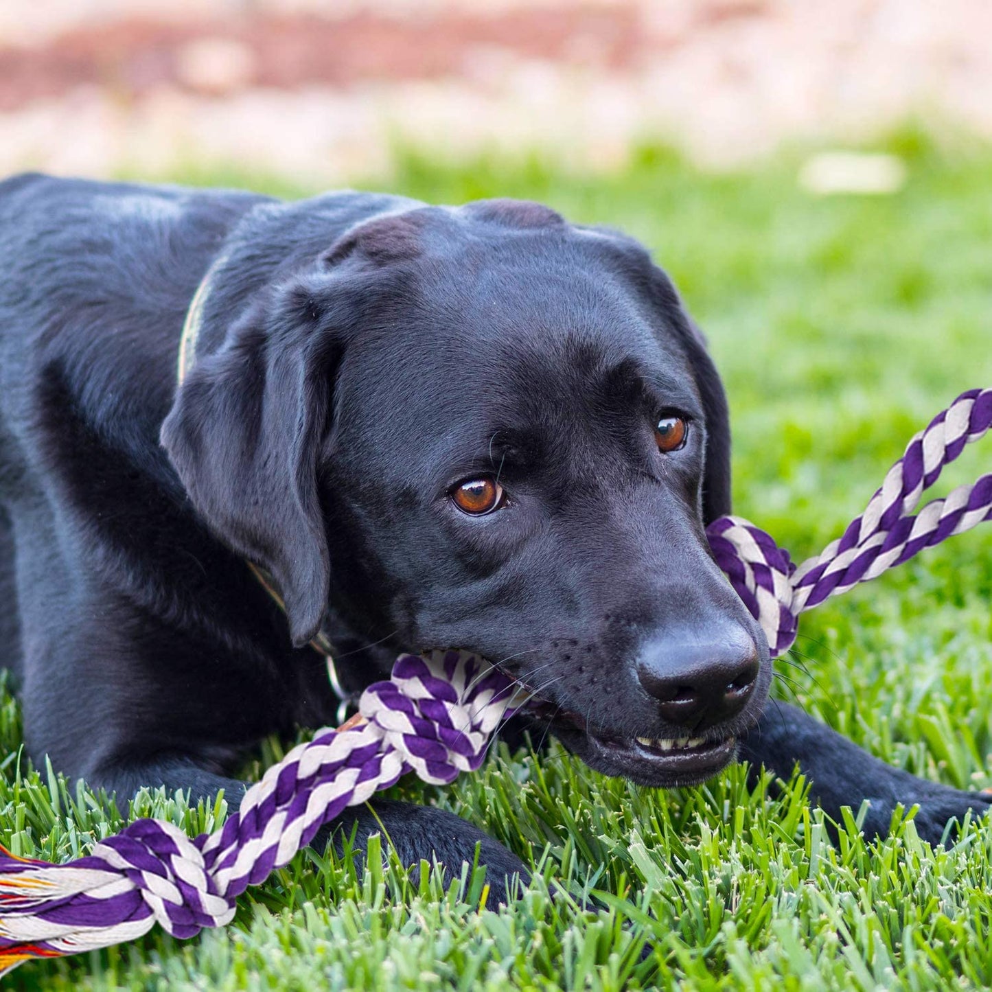 Durable Chew Toy Set for Aggressive Chewers – Heavy-Duty Rope Toys for Large & Medium Dogs