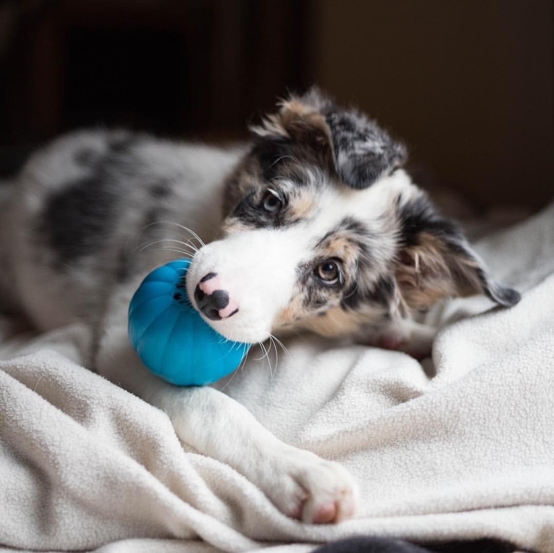 Talking Babble Ball - Interactive Chew Dog Toy 